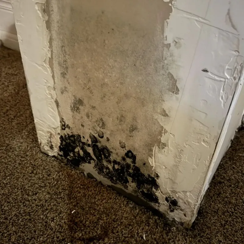Professional Mold Removal in Evansville, WY